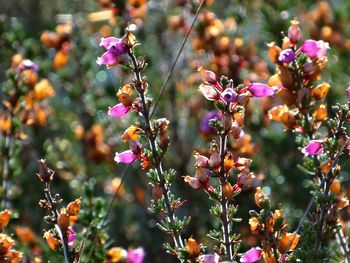 Close-up of pink flowering plants