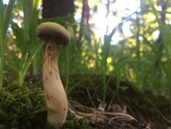 Close-up of mushroom growing on tree