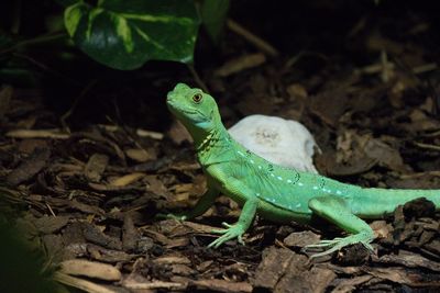 Close-up of lizard