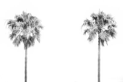 Low angle view of palm tree against clear sky