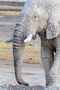 Close-up of elephant on land