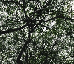 Low angle view of tree against sky