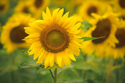 Sunflower bumblebee flight