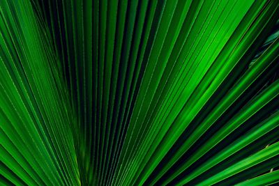 Full frame shot of palm leaves