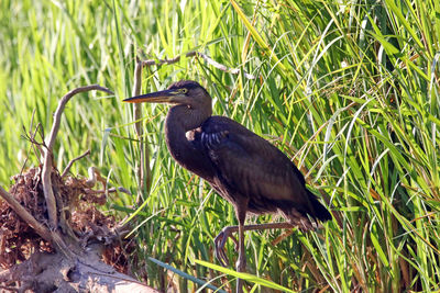 Close-up of bird perching on grass