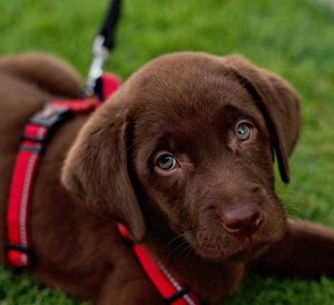 Close-up portrait of a cute chocolate labrador retriever puppy dog on field