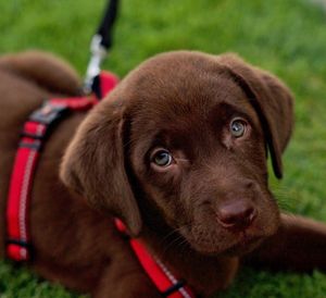 Close-up portrait of dog on field