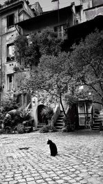 Dog standing in front of house