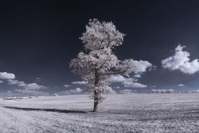 Tree on field against sky