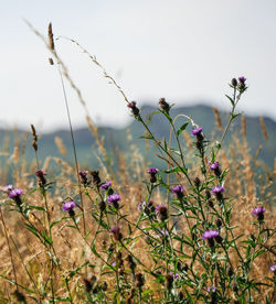 Close-up of purple flowering plants on field