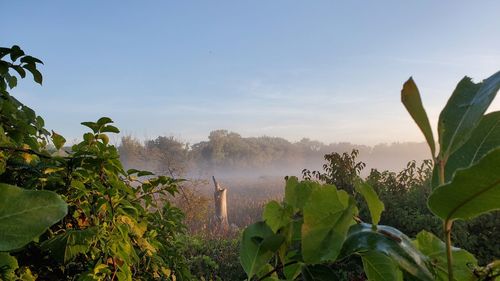 Plants growing on land against sky