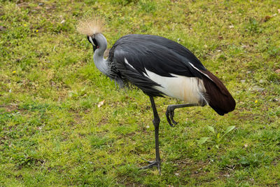 Side view of a duck walking on field