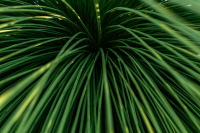 Full frame shot of palm tree