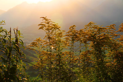 Plants growing on field against bright sky