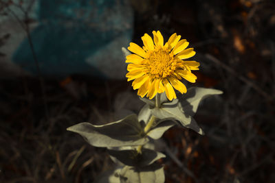 Close-up of yellow flowering plant on field