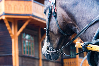 Close-up of a horse