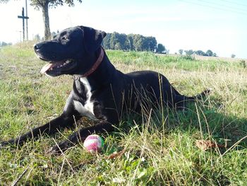 Close-up of dog standing on grassy field