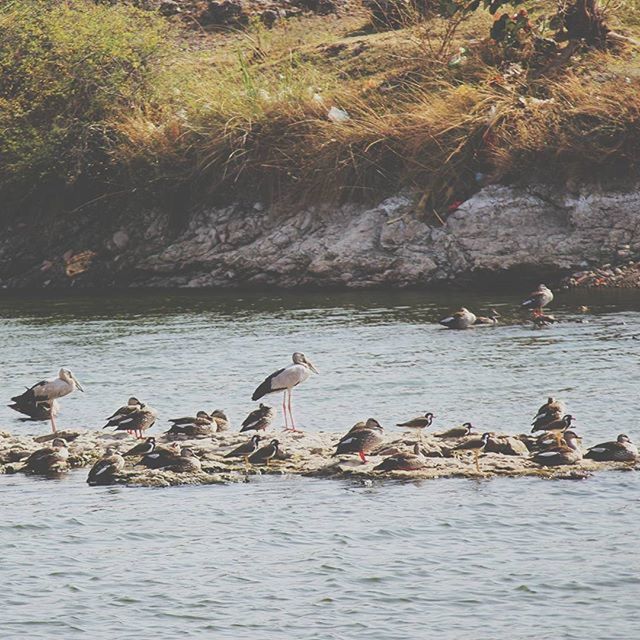 animal themes, water, animals in the wild, bird, wildlife, waterfront, lake, swimming, nature, rippled, duck, medium group of animals, beauty in nature, rock - object, flock of birds, river, day, tranquility, two animals