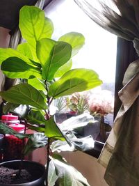 Close-up of potted plant by window against sky