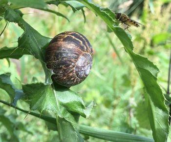 Close-up of snail on plant