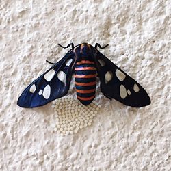 Close-up of butterfly