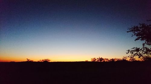 Silhouette of trees at sunset