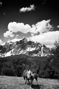 Horses standing on mountain against sky