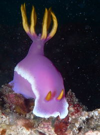 Close-up of fish swimming in aquarium