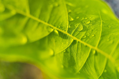 Close-up of green leaves