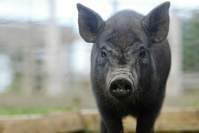 Close-up of piglet at farm