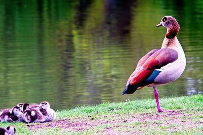 Bird on a lake