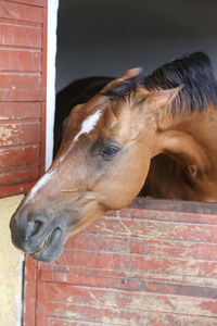 Close-up of a horse in stable