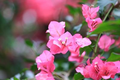 Close-up of pink flowers blooming outdoors