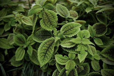 Close-up of plants