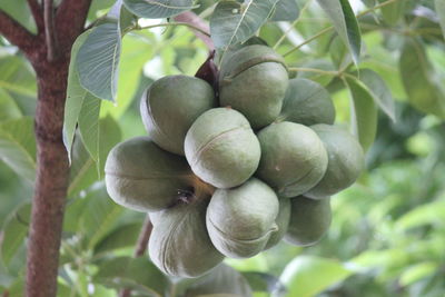 Close-up of fruits growing on tree