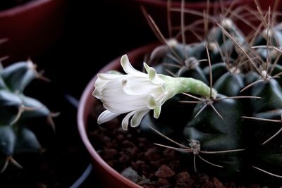 Close-up of cactus flower blooming outdoors