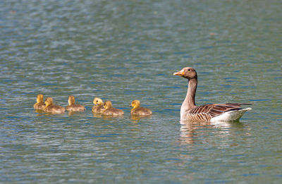 Ducks swimming in lake