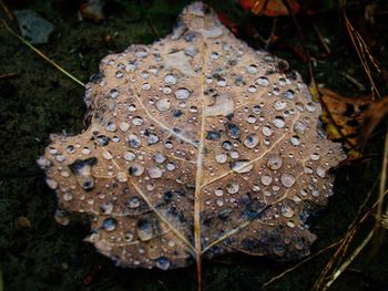 Close-up of wet dry leaf on grass