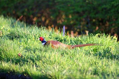 Bird on grass in field