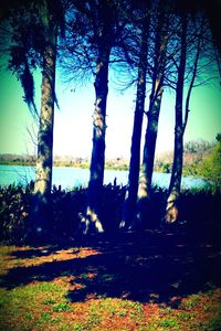 Trees on field in forest against sky