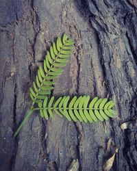 High angle view of fresh green leaf