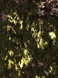 Close-up of ivy growing on tree