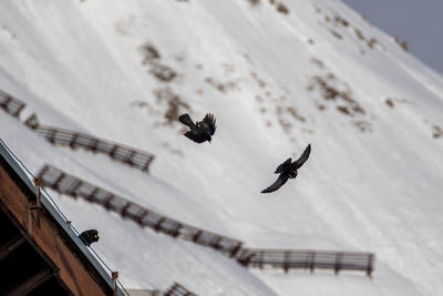 Low angle view of bird flying against sky