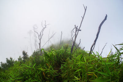 Plants and trees against sky