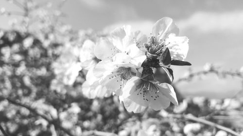 Close-up of honey bee on flower