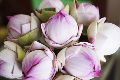 Folded petal pink lotus flowers.