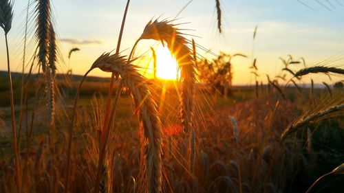 Close-up of stalks in field against sunset