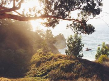 Sun shining through trees