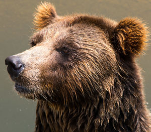 Close-up of a bear