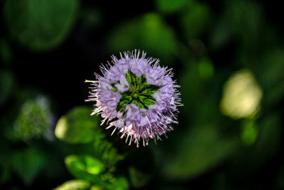 Close-up of purple flowering plant